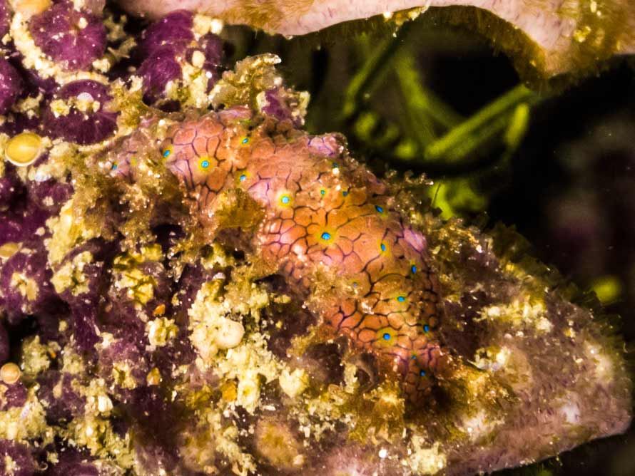 Marionia sp. A